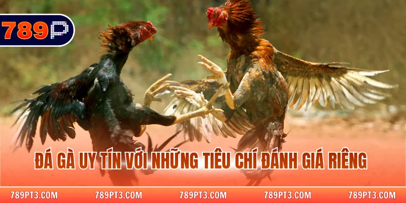 Đá gà uy tín với những tiêu chí đánh giá riêng